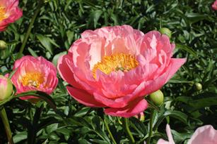 Paeonia Coral Sunset